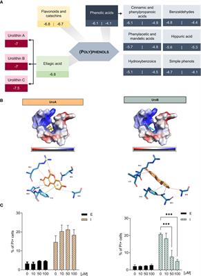 Urolithin B: Two-way attack on IAPP proteotoxicity with implications for diabetes